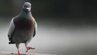 صورة شركة مكافحة الحمام في العين 0507467936