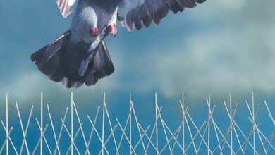 صورة شركة مكافحة الحمام في ابوظبي 0507467936